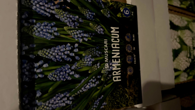 Muscari