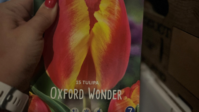 Tulpes
