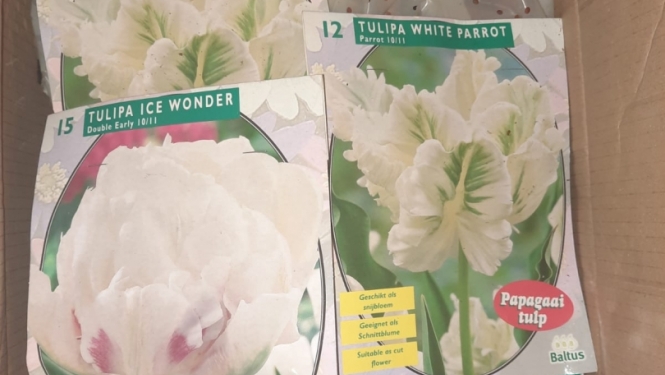 tulpes