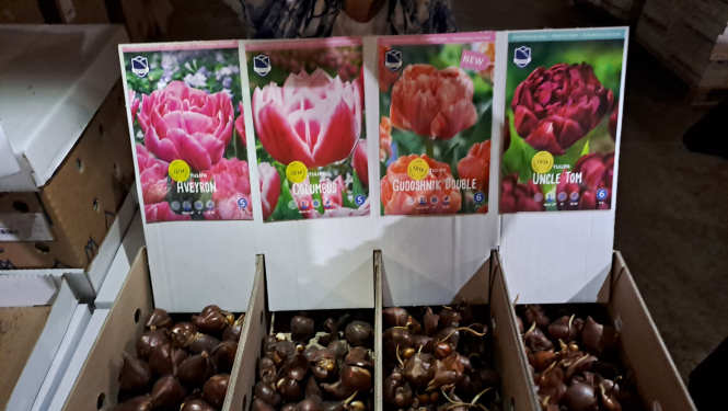 Ziedu sīpoli - TULPES un Muscari