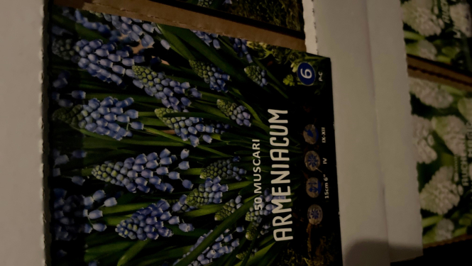 Muscari