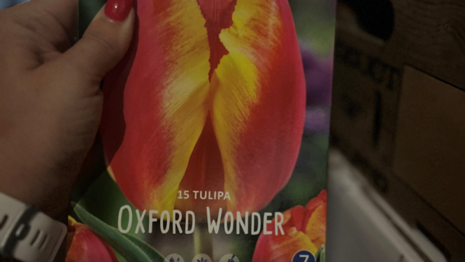 Par lietisko pierādījumu KL-15235 (Ziedu sīpoli - TULPES un Muscari) realizāciju