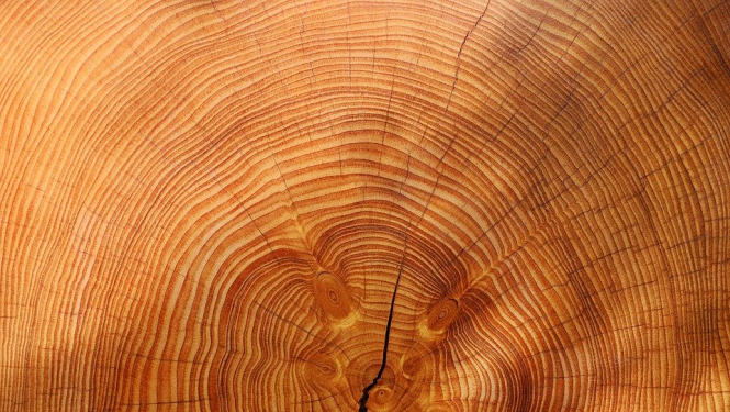 Koks šķērsgriezumā