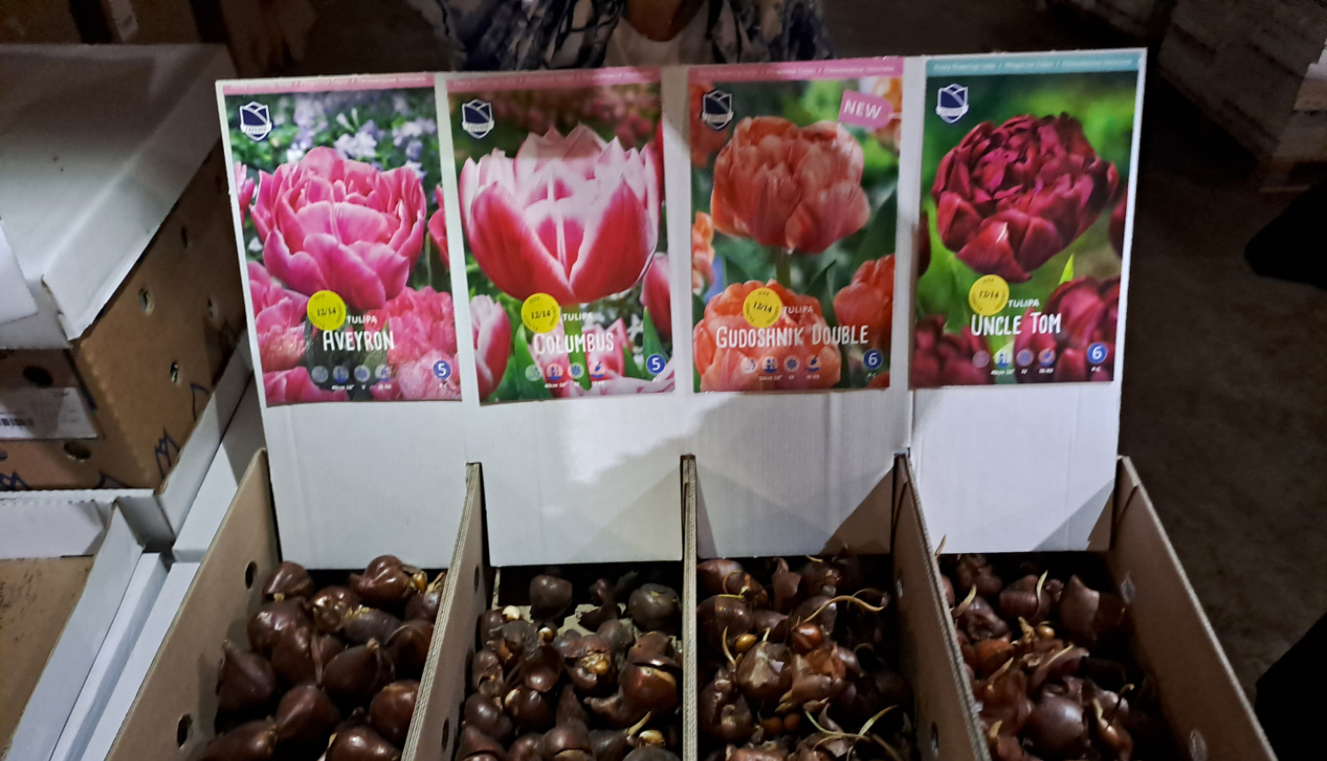 Ziedu sīpoli - TULPES un Muscari