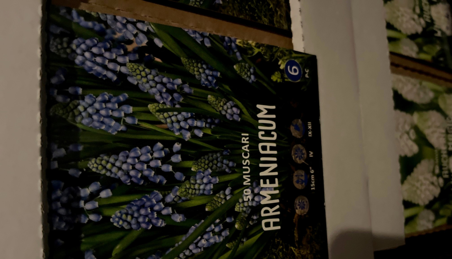 Muscari