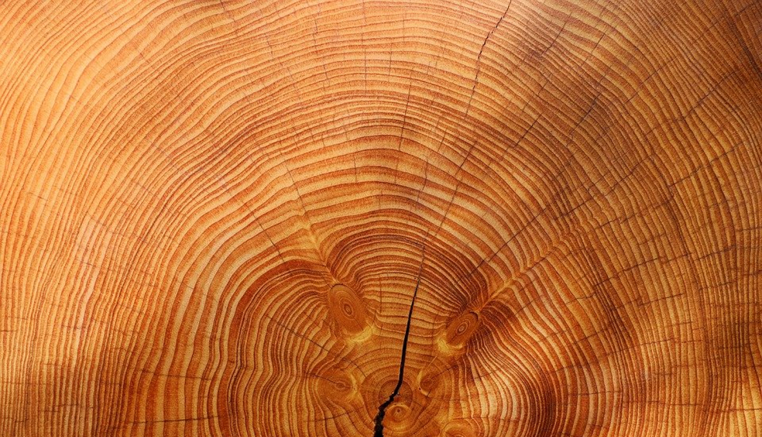 Koks šķērsgriezumā