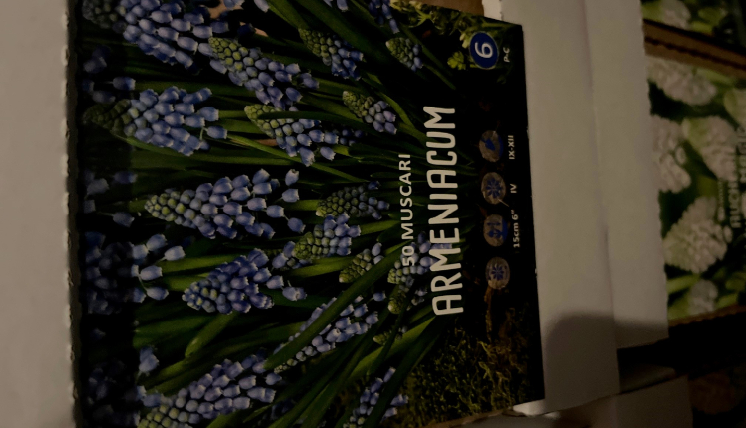 Muscari