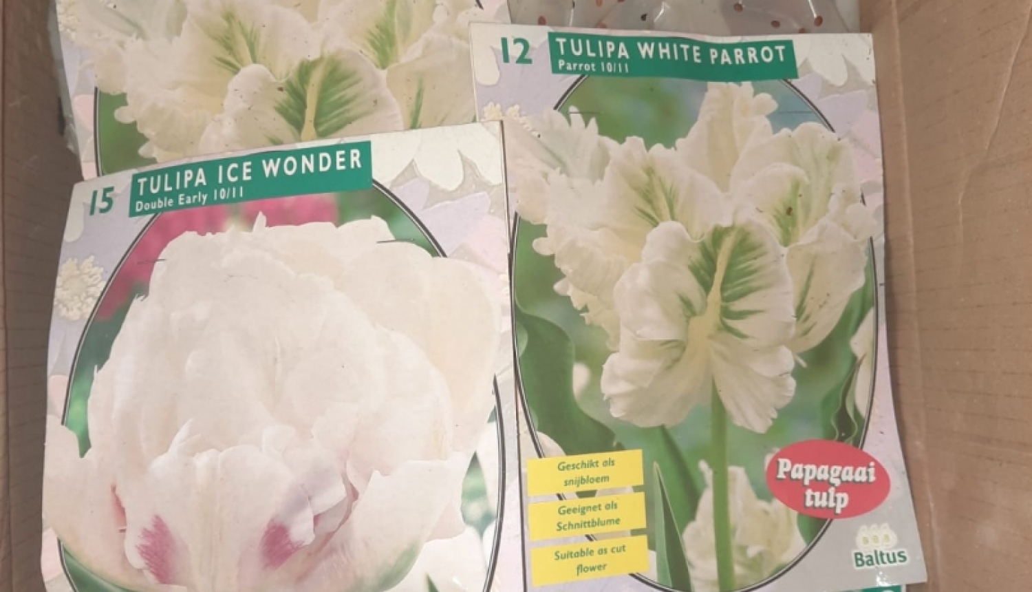 tulpes